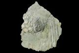 Fossil Crinoid (Cyathocrinites) - Crawfordsville, Indiana #132800-1